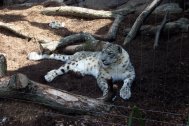 Snow Leopard